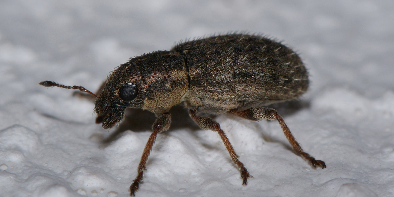 Curculionidae:   Sitona hispidulus